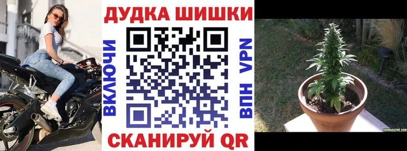 Марихуана сатива  где найти   Невинномысск 